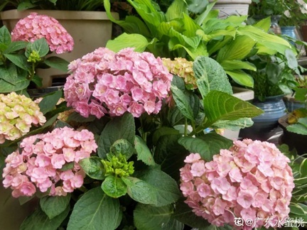 繡球花換盆后萎蔫、干葉怎么辦？