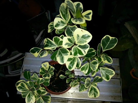 花葉三角榕怎么養(yǎng)護(hù)？