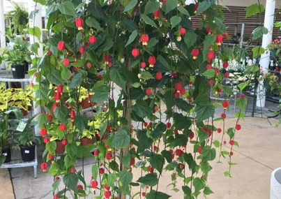 蔓性風(fēng)鈴花，室內(nèi)長(zhǎng)出小燈籠！