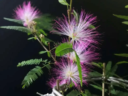 合歡花的養(yǎng)護(hù)方法和注意事項(xiàng)