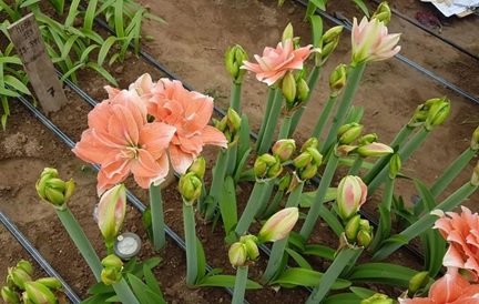 朱頂紅種植養(yǎng)護(hù)技巧