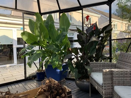 鶴望蘭盆栽買回家之后，葉子老是低垂下來，怎么解決？