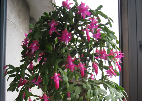 蟹爪蘭出現(xiàn)這3個&ldquo;信號&rdquo;，恭喜你，它要開花了！