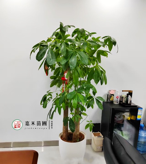 西安嘉禾苗圃綠植租賃