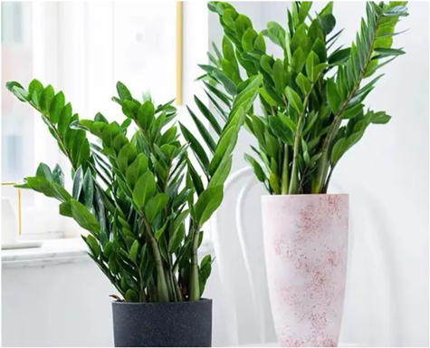 家里采光差，推薦5種&ldquo;耐陰花&rdquo;，光線不好也能輕松養(yǎng)好！