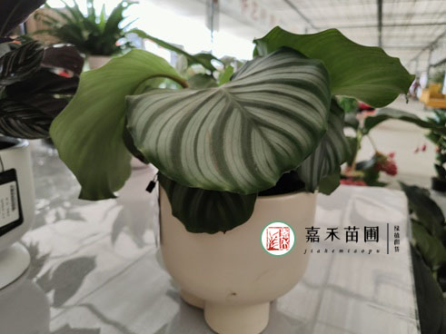 冬季室內(nèi)有暖氣怎么養(yǎng)花？有哪些要注意的地方？