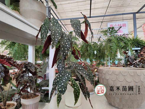 西安綠植租擺商家|西安嘉禾苗圃