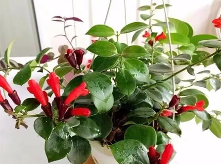 家里養(yǎng)口紅吊蘭，注意這幾個小細節(jié)，一年四季開花不停歇，葉綠花紅長勢旺！