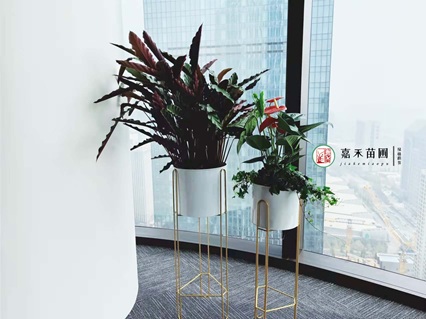 西安花卉租擺商家|西安嘉禾苗圃