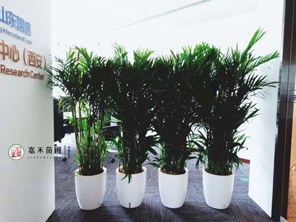 西安綠植租擺基地|西安嘉禾苗圃